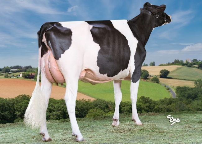 DOSE TAUREAU JEWALD - NFR2933592318 - 6688319