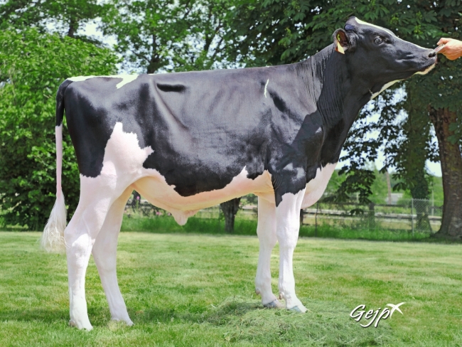 DOSE TAUREAU MERCY - NFR2933738576 - 6691313