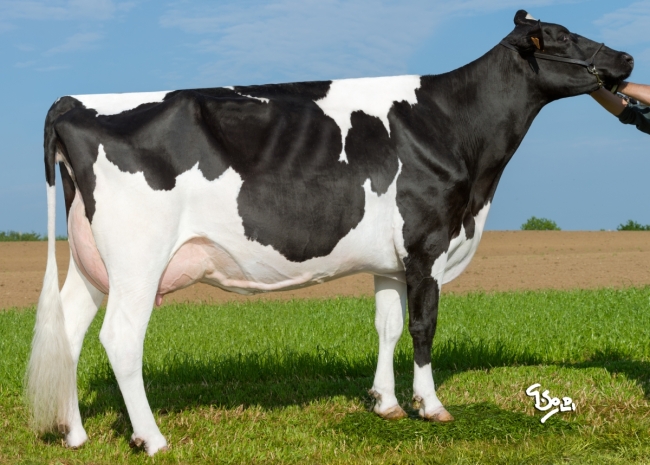 DOSE TAUREAU JOEDIX - NFR2938284151 - 6688320