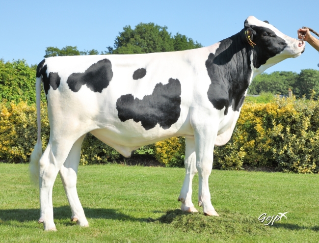 DOSE TAUREAU ROCKLAND - NFR2940135412 - 6696552