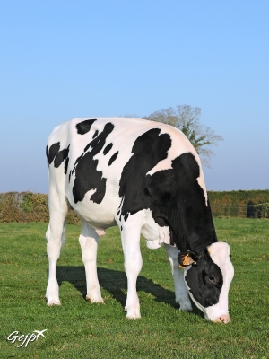 DOSE TAUREAU NEMON - NFR2940934607 - 6692803