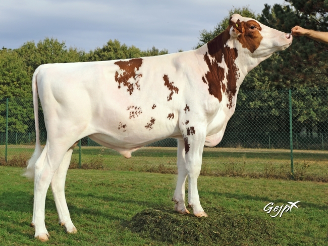 DOSE TAUREAU NOZ VAD P - NFR2941422930 - 1992244