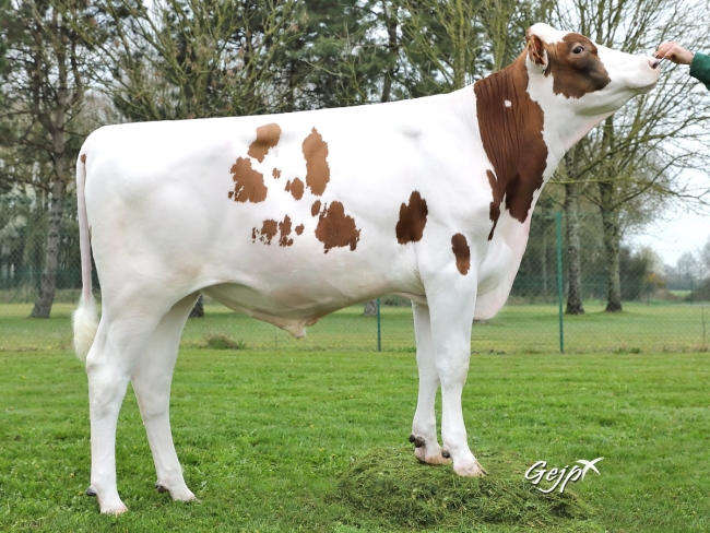 DOSE TAUREAU NUTELLA - NFR2941422952 - 1993016