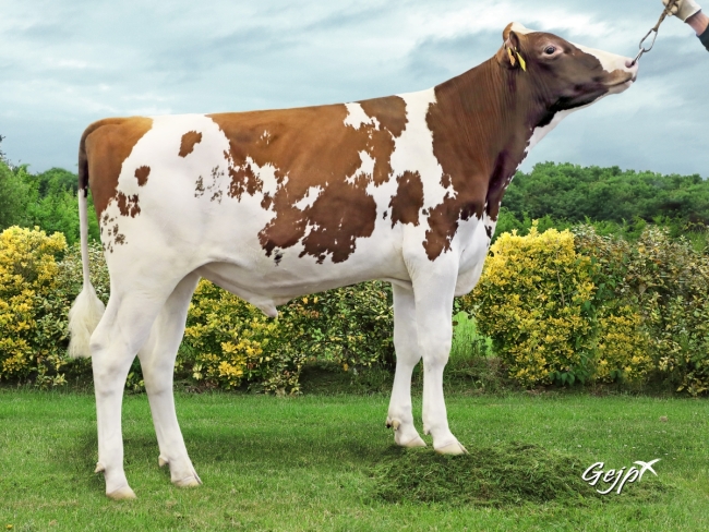DOSE TAUREAU OLIST P - NFR2941423013 - 1995024