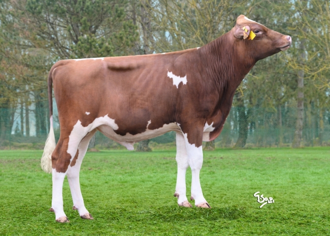 DOSE TAUREAU VALERIUS P - NFR2941423507 - 19A4590