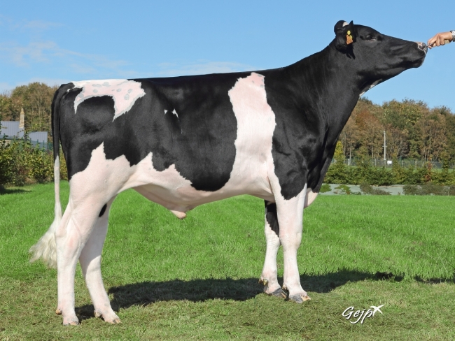 DOSE TAUREAU HEUSAY - NFR2942733776 - 6684600