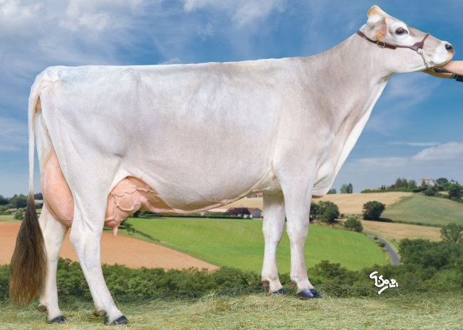 DOSE TAUREAU UNITED - NFR3100524271 - 21A3817