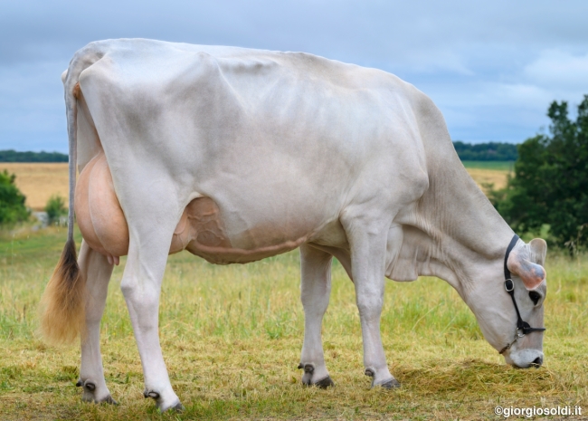 DOSE TAUREAU UNITED - NFR3100524271 - 21A3817