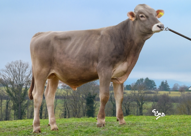 DOSE SEXE 2M 90 F VARANE - XFR3100653743 - 21A3818