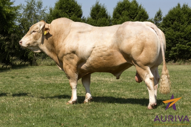 DOSE TAUREAU GALIAX - NFR3211900310 - 7982882