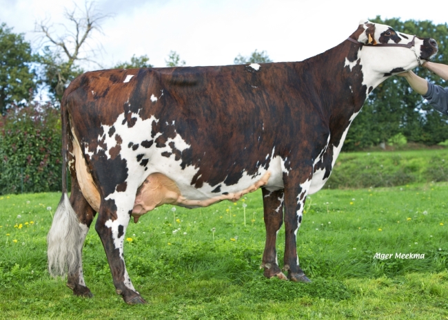 DOSE TAUREAU ONLY VAL - NFR3511103726 - 5694128