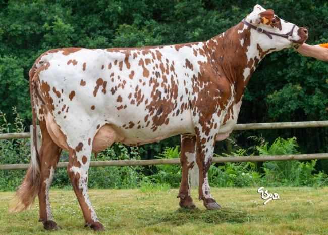DOSE TAUREAU PUBLIVAL - NFR3511103907 - 5696146