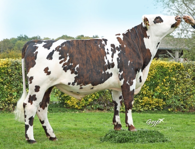 DOSE TAUREAU SOLOVAL - NFR3511104110 - 5698849