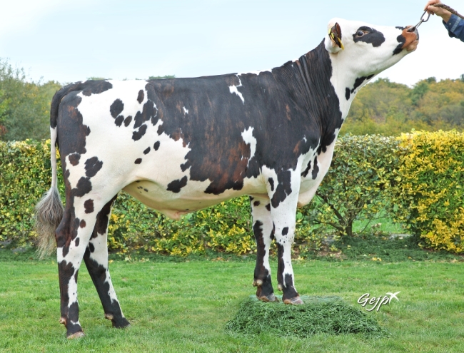 DOSE TAUREAU SURCOUF - NFR3511104146 - 5698850