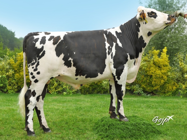DOSE TAUREAU NOBEL - NFR3512300289 - 5692066