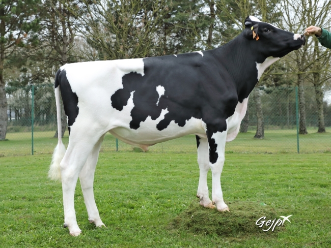 DOSE TAUREAU NAZAIRIEN - NFR3513234957 - 6692889