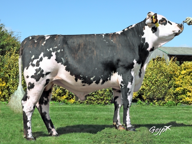 DOSE TAUREAU OSORNO - NFR3513517209 - 5694160