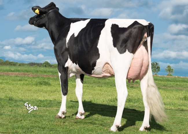 DOSE TAUREAU JENIX - NFR3516149356 - 6688112