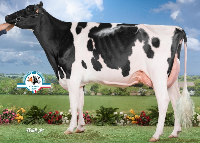 DOSE TAUREAU LAGER - NFR3516149449 - 6690085