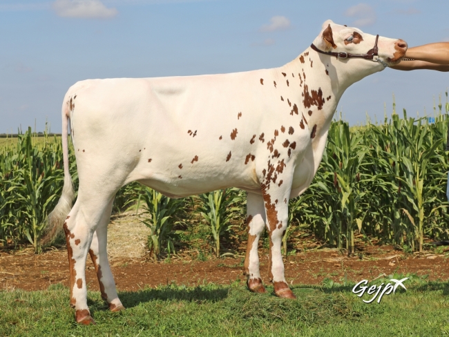 DOSE TAUREAU PICADOR - NFR3524254142 - 5695968