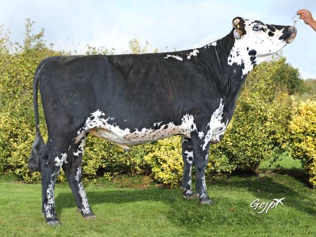 DOSE TAUREAU OLYMPIC - NFR3525699992 - 5694161
