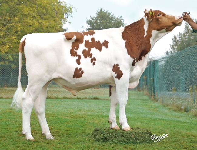 DOSE TAUREAU ROAZHON - NFR3528523385 - 1996800