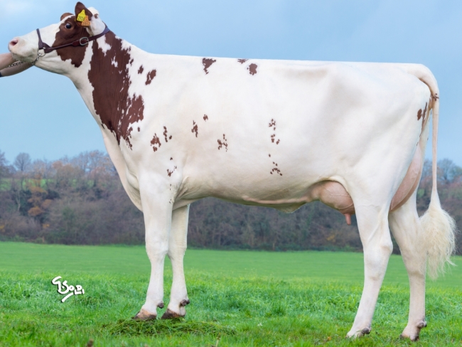 DOSE TAUREAU ROAZHON - NFR3528523385 - 1996800