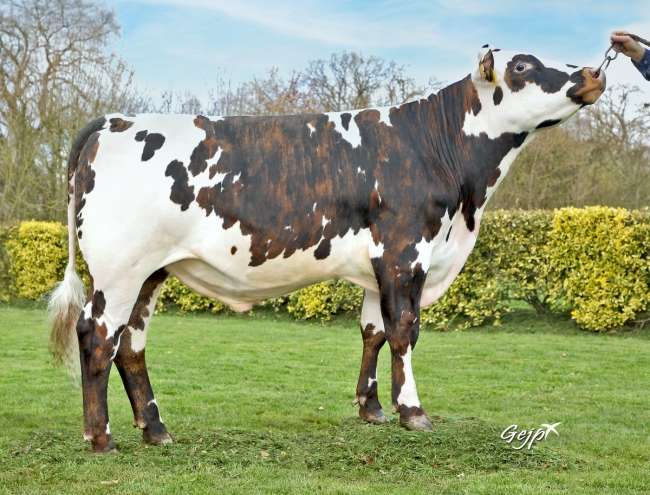 DOSE TAUREAU SAXO - NFR3529193442 - 56A0387