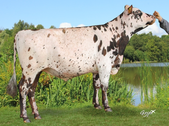 DOSE TAUREAU IGANTO - NFR3531548639 - 5686787