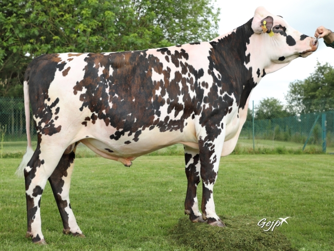 DOSE TAUREAU OUGANDA - NFR3532636211 - 5692987