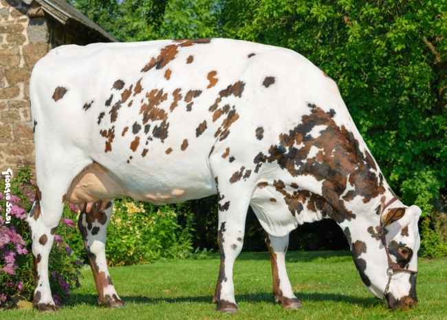 DOSE TAUREAU UKORA - NFR3534936086 - 56A1875