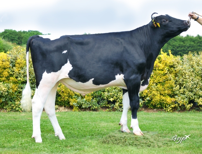 DOSE TAUREAU ROGLIC - NFR3536427870 - 6696802