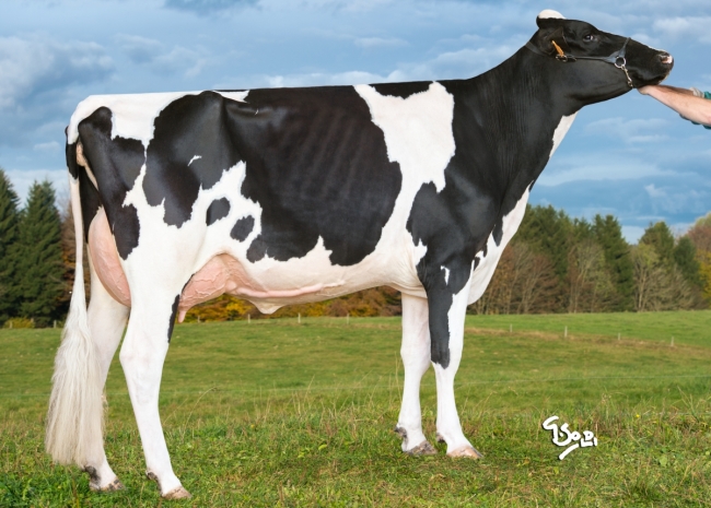 DOSE TAUREAU NIVET - NFR3541625556 - 6692266
