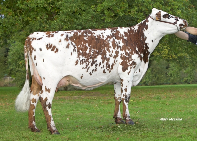 DOSE TAUREAU POGBA - NFR3556493809 - 5694940