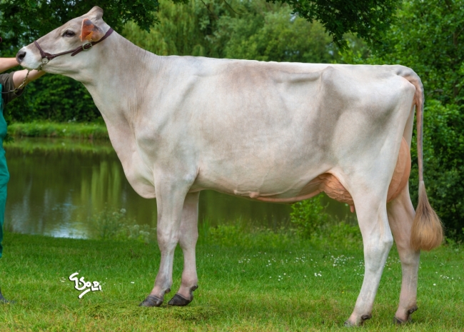 DOSE SEXEE FEM 90 TAUREAU RASTAROKET - XFR3556494016 - 2198345