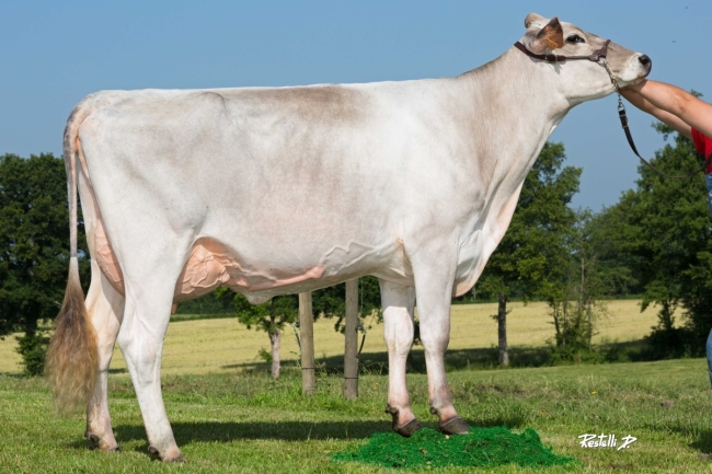 DOSE SEXEE FEM 90 TAUREAU RASTAROKET - XFR3556494016 - 2198345