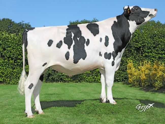 DOSE TAUREAU LEADER - NFR3558442129 - 6688352