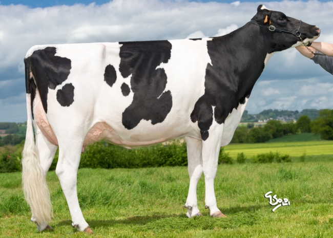 DOSE TAUREAU NORLAND - NFR3558442262 - 6691919
