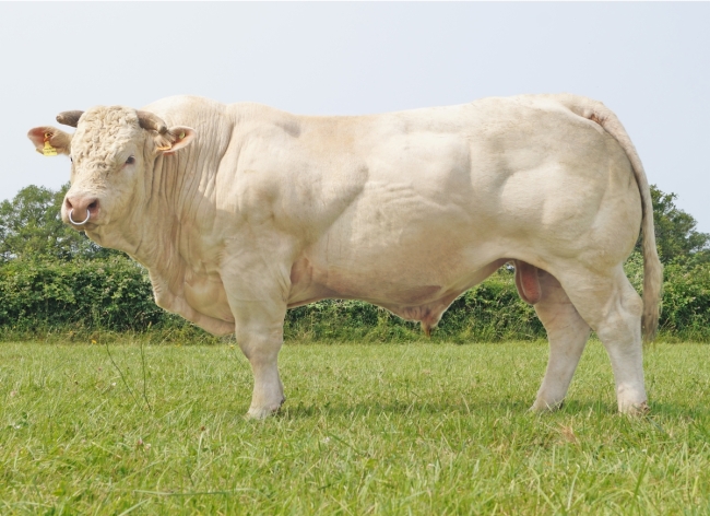 DOSE TAUREAU POKEMON - NFR3615530447 - 3897307