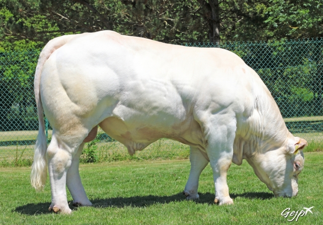 DOSE TAUREAU POKEMON - NFR3615530447 - 3897307