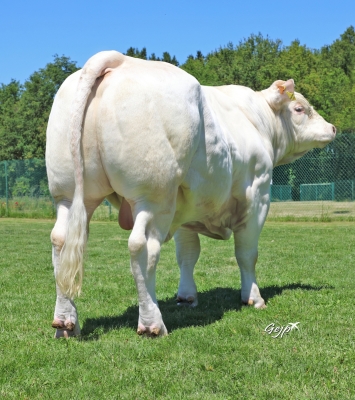 DOSE TAUREAU POKEMON - NFR3615530447 - 3897307
