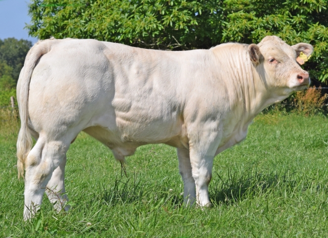 DOSE TAUREAU POKEMON - NFR3615530447 - 3897307