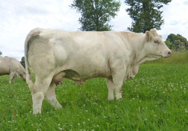 DOSE TAUREAU POKEMON - NFR3615530447 - 3897307