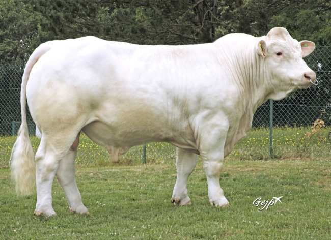 DOSE TAUREAU RAPHAELO - NFR3615681986 - 38A0041