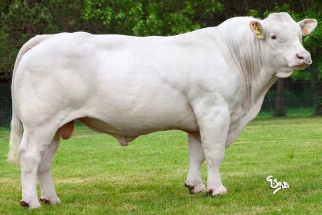 DOSE SEXE 2M 90 F TABARLY - XFR3615832681 - 38A1274