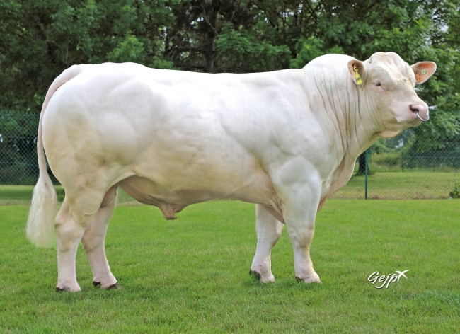 DOSE SEXE 2M 90 F TABARLY - XFR3615832681 - 38A1274