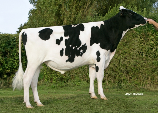 DOSE TAUREAU GELIS ISY - NFR3704251198 - 6682584
