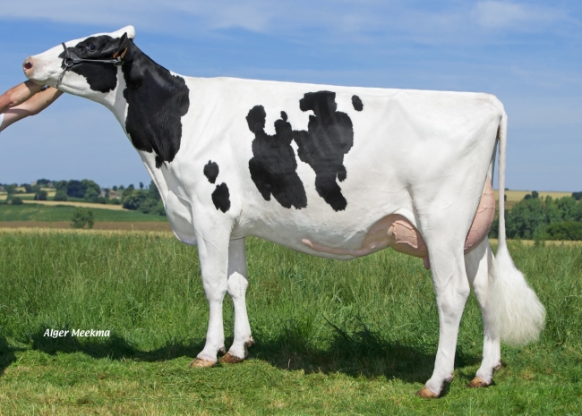 DOSE TAUREAU GELIS ISY - NFR3704251198 - 6682584