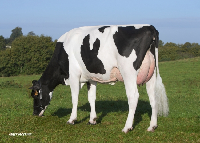 DOSE TAUREAU EHMAN ISY - NFR3704257074 - 6678068
