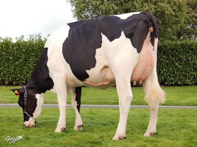 DOSE TAUREAU EHMAN ISY - NFR3704257074 - 6678068